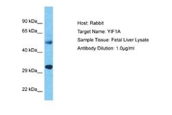 YIF1A Rabbit anti-Human, Polyclonal, Novus Biologicals 0.1ml; Unconjugated:Antibodies,
